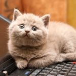 Kot na klawiaturze komputera